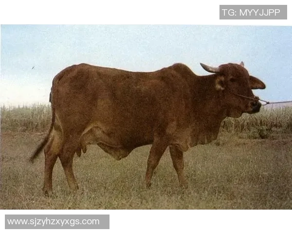 巴西红牛与帕梅拉斯的巅峰对决精彩回顾与分析